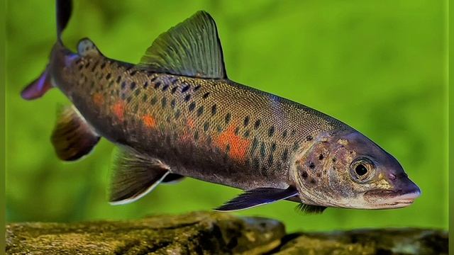 День заповедников и национальных парков России. Степанова Н.Л. смотреть онлайн