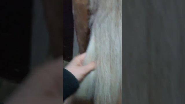 Зачем лошади хвост руками разбирать смотреть онлайн