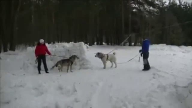 Alabay və Kurt karsiladirma смотреть онлайн