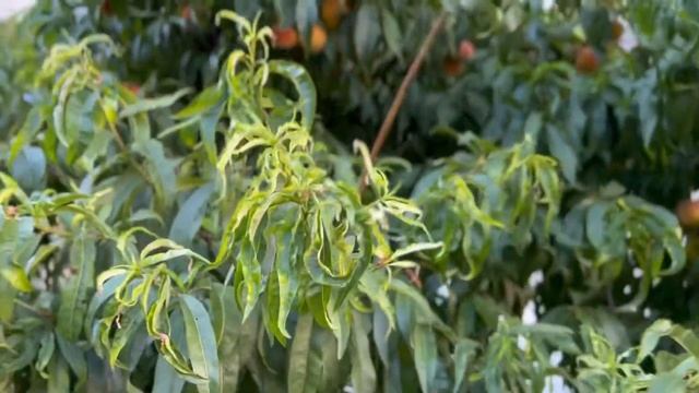 Квартира на море смотреть онлайн