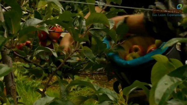 Concordia (UK) Ltd Video Presentation: Seasonal Workers Pilot