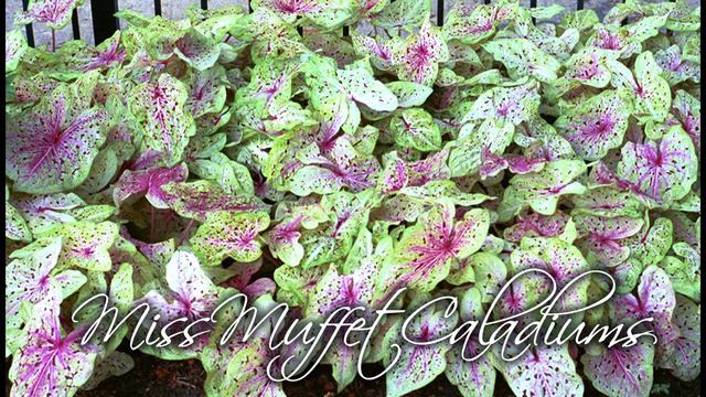 WHITE VARIETIES OF CALADIUM - BARRIE'S TV смотреть онлайн