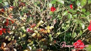 Роза Дип Импрешн / Deep Impression