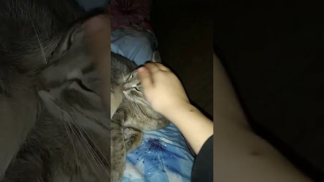Кися спит смотреть онлайн