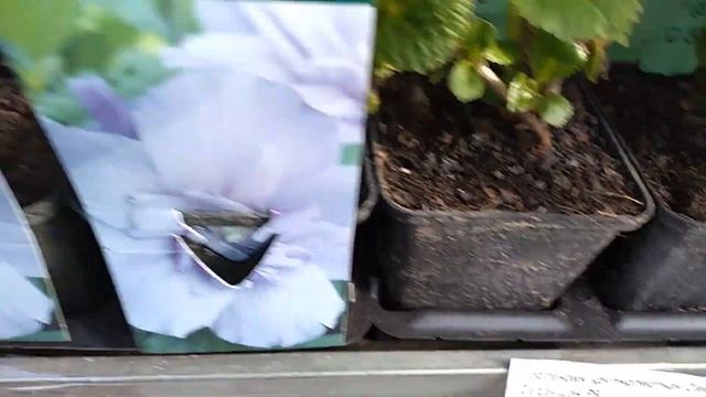 Очень много рассады в Леруа Мерлен смотреть онлайн