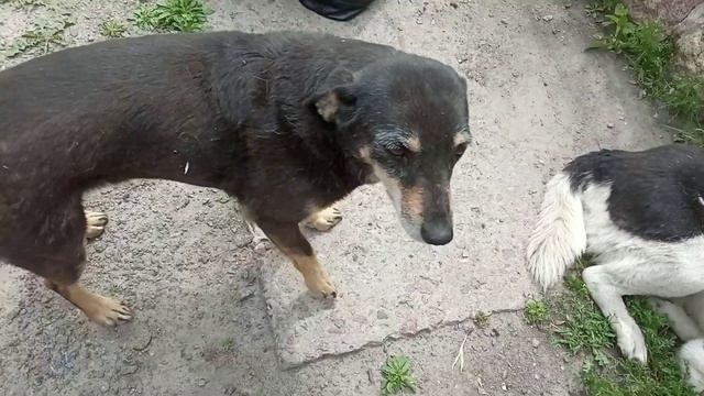 Жужа очень чешется...может подкожный клещ??? смотреть онлайн