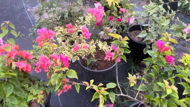 Part 2 | Variety at Pangalan ng mga Bougainvillea смотреть онлайн