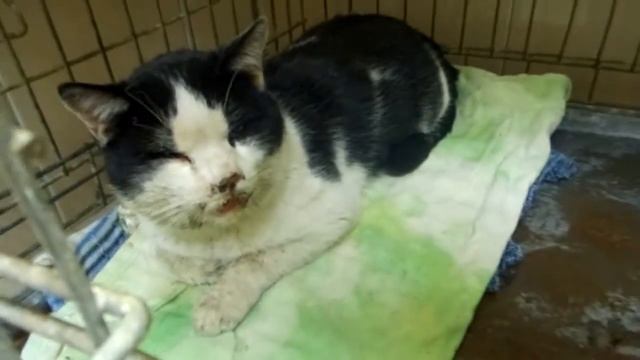 ПОР-кот,сломана нижняя челюсть+трещина на верхней. смотреть онлайн