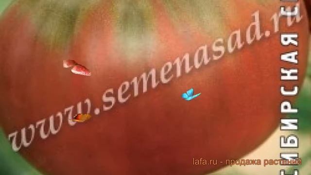 Томат обыкновенный Салатная находка ? обзор: как сажать, семена томата Салатная находка смотреть онлайн