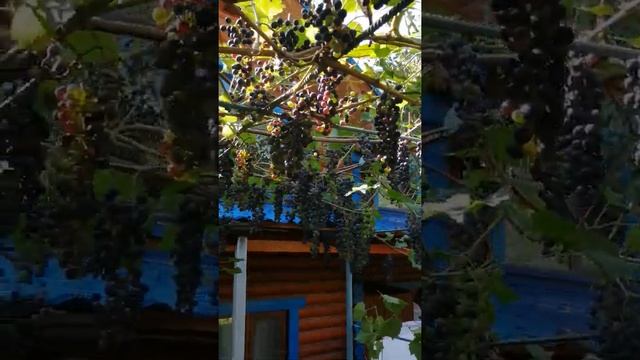 Обрезка неукрывного винограда смотреть онлайн