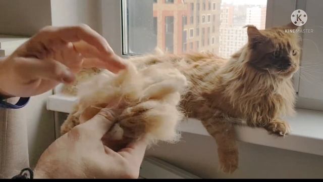 Сколько шерсти можно счесать с Мейн-куна! Весь дом в коте! смотреть онлайн