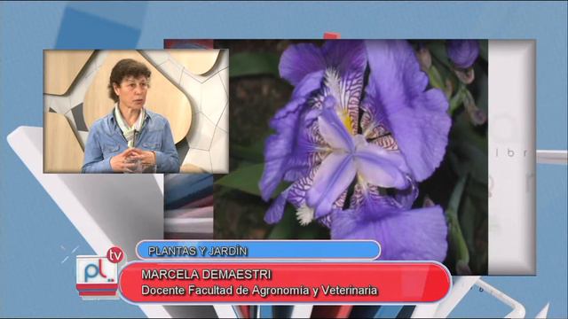 PANTALLA LIBRE   PLANTAS Y JARDINES PLANTAS BULBOSAS  MARCELA DEMAESTRI