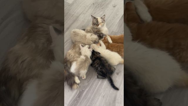 Zombie kittens feeding 🍼 #cats #kitties #kitten #siberiancat #feeding #zombiecat смотреть онлайн