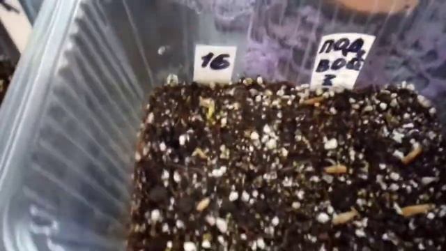 4.АДЕНИУМЫ!!!СОЛДАТИКИ В СТРОЮ!!!ДРУЖНАЯ СЕМЕЙКА!!! смотреть онлайн