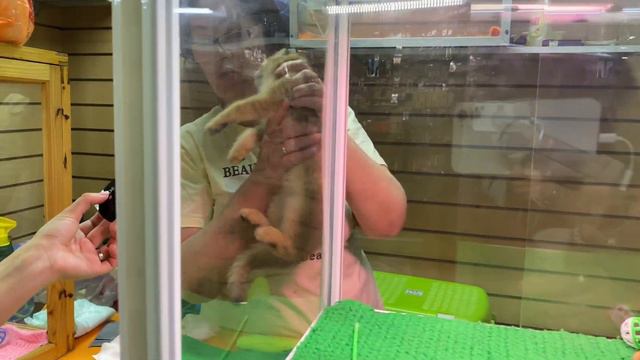 Обзор павильона с кошками😻 смотреть онлайн