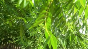 ЧЕРНЫЙ ОРЕХ на нашем участке и его применение