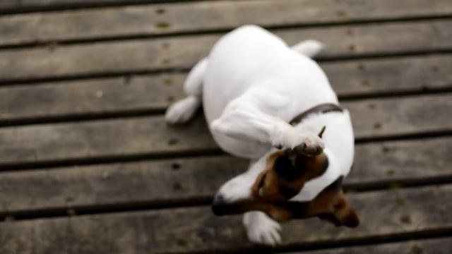 Amazing Dog Tricks → Jack Russell Terrier GRETA смотреть онлайн