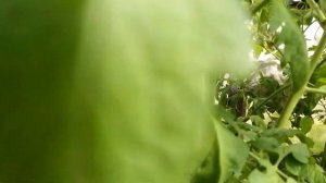 томат польская слива тетушки сварло