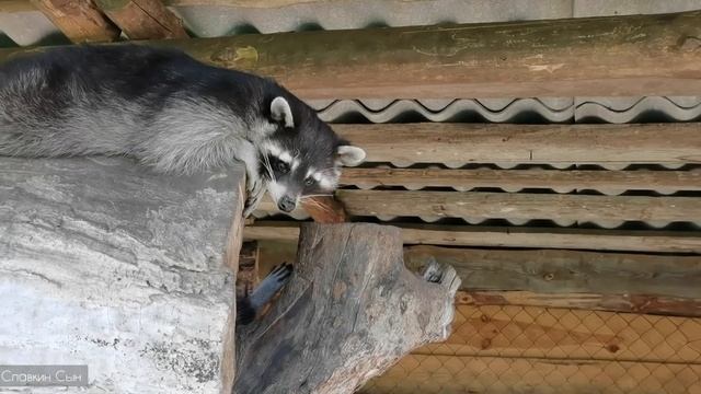 Там где мы небыли. Часть 4. Жировичи, Святой источник, Зоопарк, Тадеуш Костюшко , Дворец Пусловских смотреть онлайн