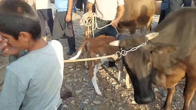 ИСКРА ШАНБЕ МОЛ БОЗОРИ КАТТА МОЛ МАЙДА МОЛ КУЙ КУЧКОР ХУКИЗ ЭЧКИ УЛОК НАРХЛАРИ БИЛАН ТАНИШИБ УТИНГ смотреть онлайн