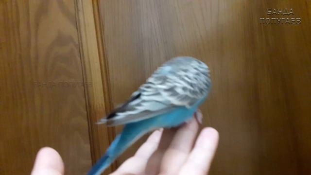 ? Учим попугая по имени Тишка говорить, видеоурок 1: "Тишка хорошая птичка" смотреть онлайн