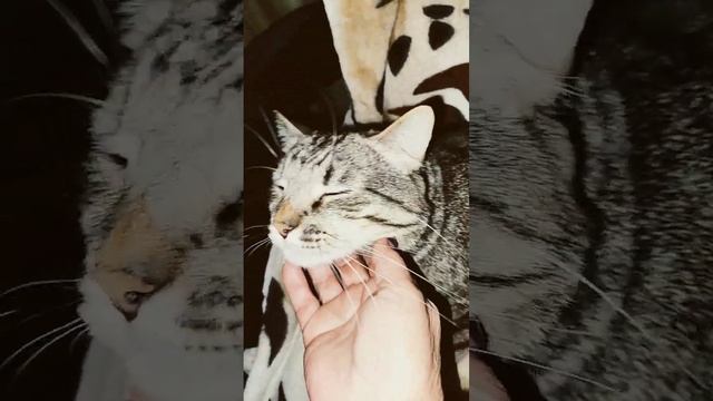 Если кот Чихает -есть глисты ? #shorts смотреть онлайн