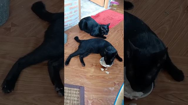 Lazy cat is eating while lying on side. とても怠惰な猫が横臥しながら食べていますОчень ленивая кошка ест, лежа на боку. смотреть онлайн