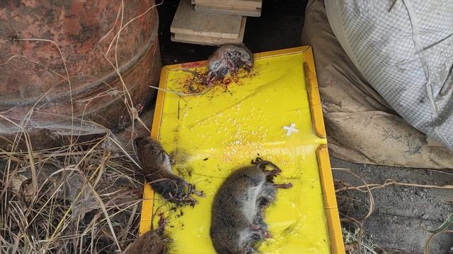САМАЯ ЛУЧШАЯ ловушка для мышей и крыс. (THE BEST trap for mice and rats.) смотреть онлайн