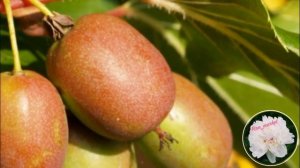 Актинидия посадка и уход