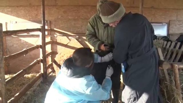 Отбор крови у среднего рогатого скота. смотреть онлайн