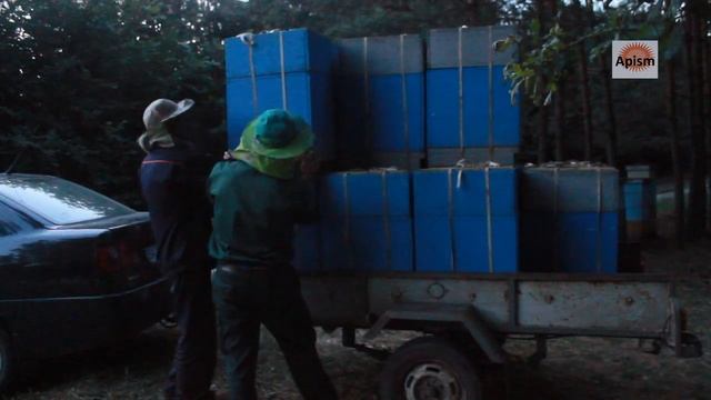 Транспортировка ульев смотреть онлайн