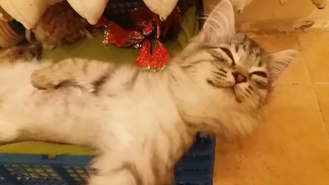 Мой кот храпун! Или как кот проводит вечера! смотреть онлайн