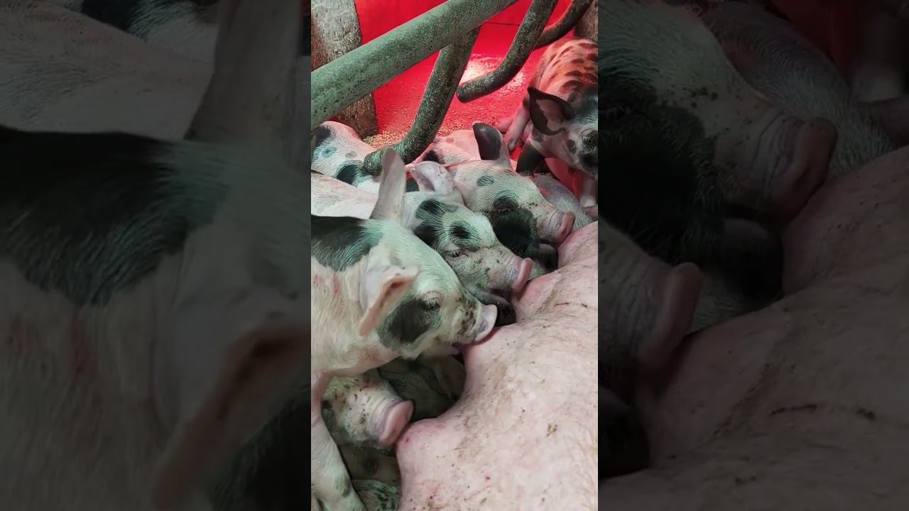 @million_on_pigs #деревня #pigs#хозяйство #пьетрен #лайк #millionaire #million #millionairelife смотреть онлайн