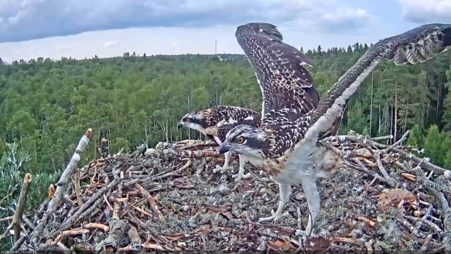 Estonian Osprey Nest (Marko & Miina) 2021 смотреть онлайн