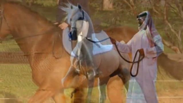 Топ 10 самых дорогих лошадей смотреть онлайн