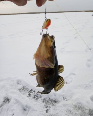 Ловля ротана. Рыбалка зимой. Ищу рыбу на новой плёсе.