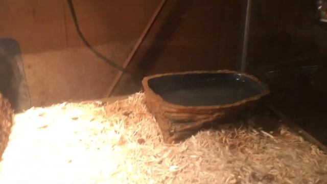 Ball Python Update 1: Cage Setup смотреть онлайн