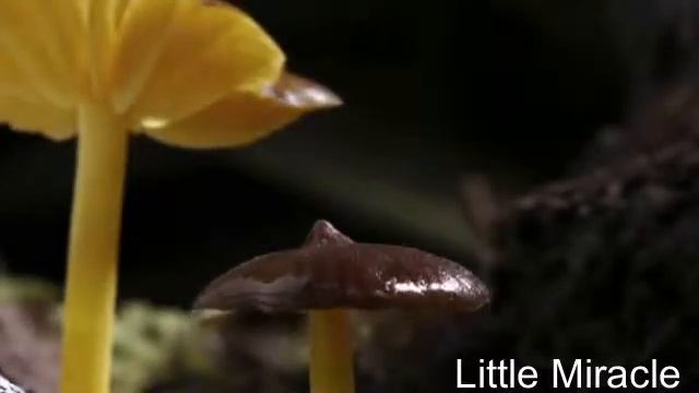 Природа, грибы и человек смотреть онлайн