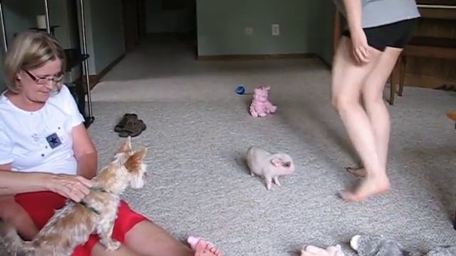 Hamlet the Mini Pig - First Day Home смотреть онлайн