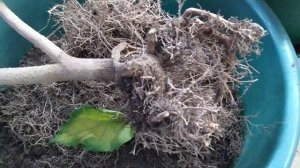 ОМОЛОЖЕНИЕ ГИБИСКУСА (КИТАЙСКОЙ РОЗЫ)|Гибискус комнатный. Уход в домашних условиях