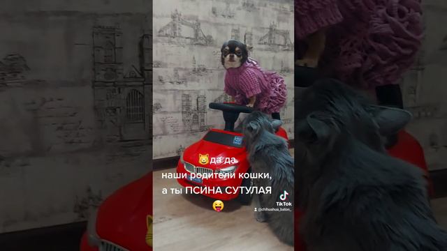 разговор кота и чихуахуа #забавныеживотные #кот #petlifes #развлекательныйканал #чихуахуа #cat смотреть онлайн