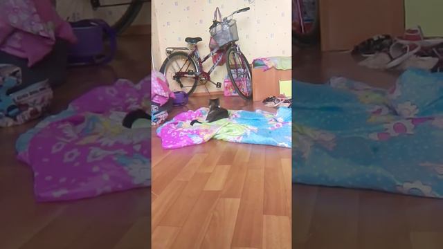 Моя кошка сходит с ума смотреть онлайн