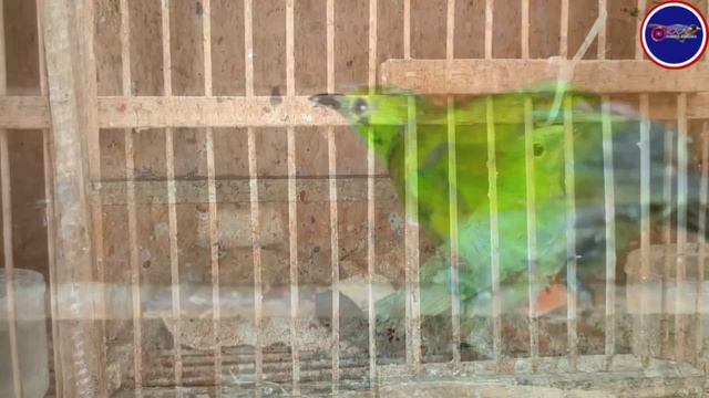 NGERI KIOS INI STOK BURUNG MANTAP² HARGANYA TERMURAH смотреть онлайн