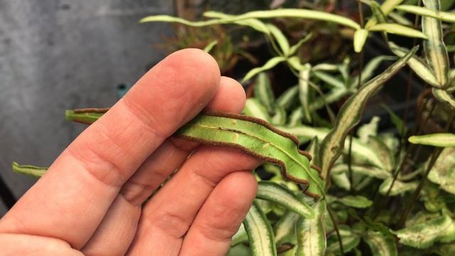 PTERIS CRETICA - solving sooty mould issues смотреть онлайн