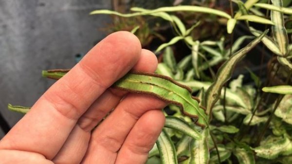 PTERIS CRETICA - solving sooty mould issues