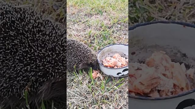 Рыбная консерва + ёжик)