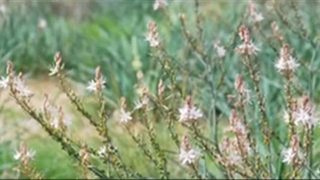 Asphodeline、Asphodelus　キバナツルボラン、ツルボラン смотреть онлайн