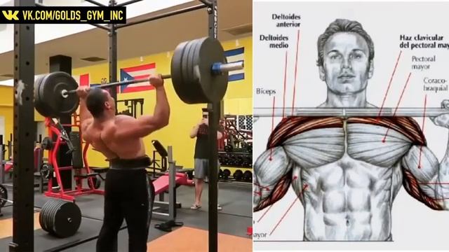 +13 упражнении для верха грудных дельтовидных мышц и трицепса. смотреть онлайн