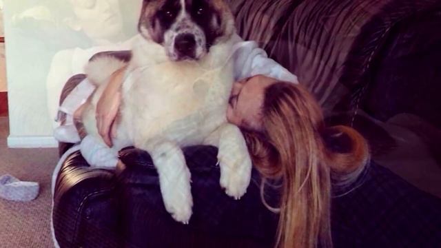 Собака беременной женщины не переставала скулить, тогда она решает провериться в больнице смотреть онлайн