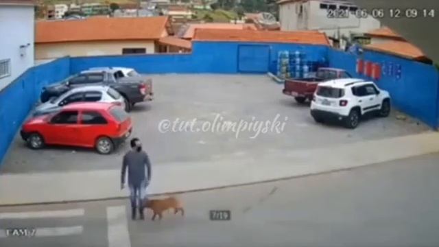 Сильно Скорость Собака 2021 год